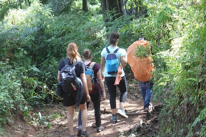 7 Days Lemosho Route Kilimanjaro Climbing | Solely Tours - The Team Dynamic: Private Pace Control and Porters Who Treat You Like Family