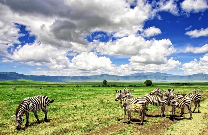 7 Days Migration Crossing in Mara River Northern Serengeti - Key things to know before you go