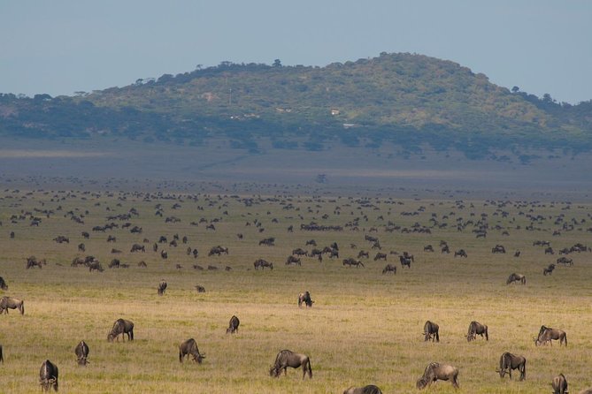 7 Days Migration Crossing in Mara River Northern Serengeti - Day 4 Mara River crossing: the long day you actually came for