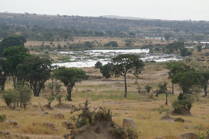 7 Days Migration Crossing in Mara River Northern Serengeti - Day 5: from Northern Serengeti momentum to central Serengeti