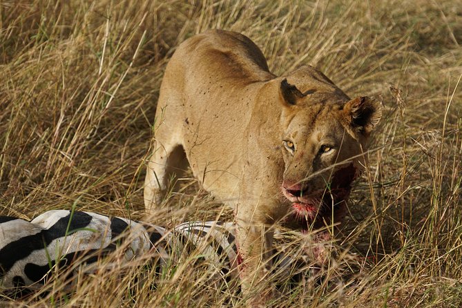 7 Days Migration Crossing in Mara River Northern Serengeti - Day 6 Ngorongoro Crater: a compact ecosystem with big impressions