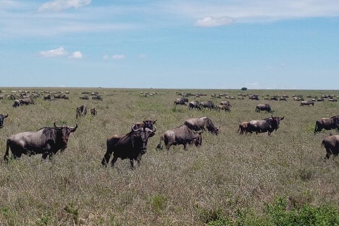 7 days Mt Kilimanjaro,Tarangire NP, Ngorongoro, Serengeti NP, Lake Manyara NP - Lake Manyara: tree-climbing lions, hippos, baboons, and birds