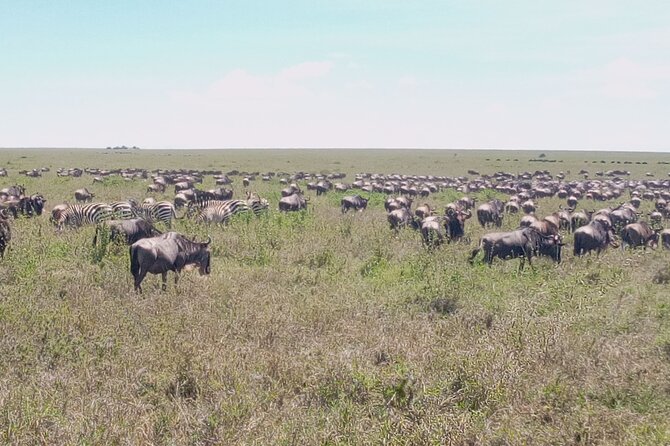 7 days Mt Kilimanjaro,Tarangire NP, Ngorongoro, Serengeti NP, Lake Manyara NP - Your guide can make or break it, and this trip leans into that