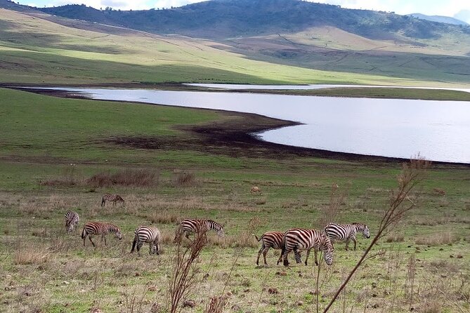 7 days Mt Kilimanjaro,Tarangire NP, Ngorongoro, Serengeti NP, Lake Manyara NP - Serengeti: afternoon game drive, then dawn that matters