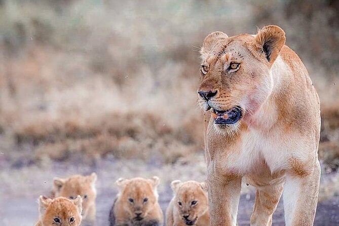 7 Days Private Safari in Tanzania - Arusha meetup and the 6:00 am start you’ll feel in your bones