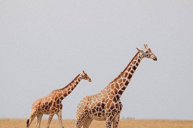 7 Days Private Safari in Tanzania - Tarangire National Park: elephants, birds, and baobab country with a calmer vibe