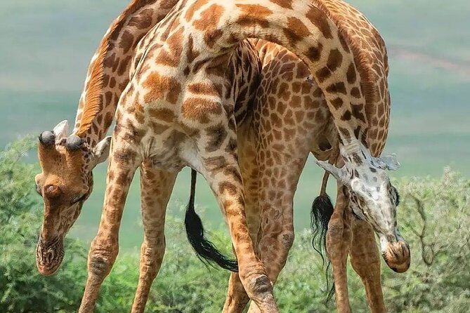 7 Days Private Safari in Tanzania - Private safari value: what unlimited mileage and full board really do for you