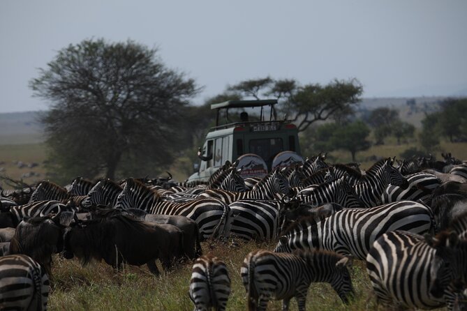 7 Days Private Serengeti Wildebeest Migration Tour - Tarangire: elephants, baobabs, river birds, and golden-hour photos