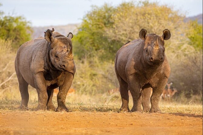 7 Days Rhino Ngorongoro Crater Safari Tour - Arusha Warm-Up: Springlands Hotel and a Pre-Safari Briefing