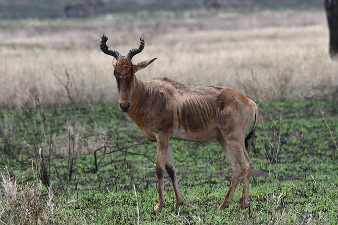 7 Days Rhino Ngorongoro Crater Safari Tour - Serengeti Days With Migration Country Energy and Optional Culture Stops