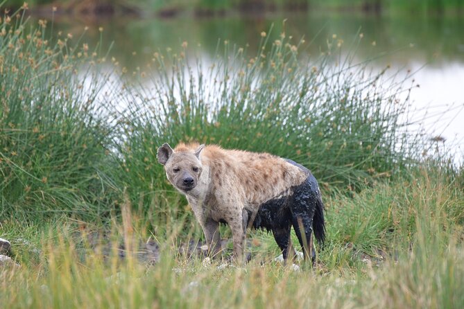 7 Days Rhino Ngorongoro Crater Safari Tour - Ngorongoro Crater Morning: Black Rhinos, Big Cats, and Makat Soda Lake Birds