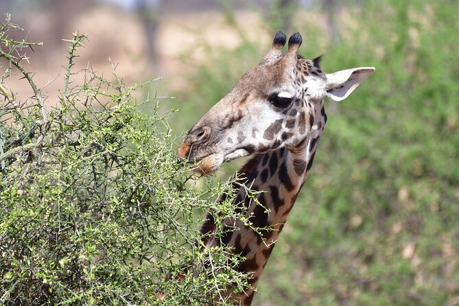 7 Days Rhino Ngorongoro Crater Safari Tour - Lake Manyara: Rift Valley Forests, Tree-Climbing Lions, and Lake Edges