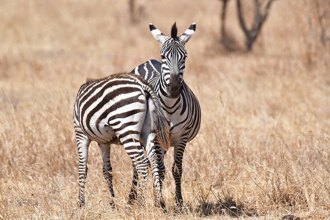 7 Days Rhino Ngorongoro Crater Safari Tour - Returning to Arusha and Then Home From Kilimanjaro