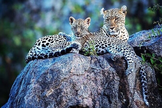 7 Days Rhino Ngorongoro Crater Safari Tour - Is the $3,200 Price Fair for a Four-Park 7-Day Circuit?