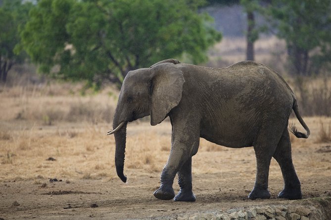 7 Days Safari. Serengeti, Tarangire, Lake Manyara & Ngorongoro Crater. - Day 3 Full-day Serengeti Heritage: the long game drive day