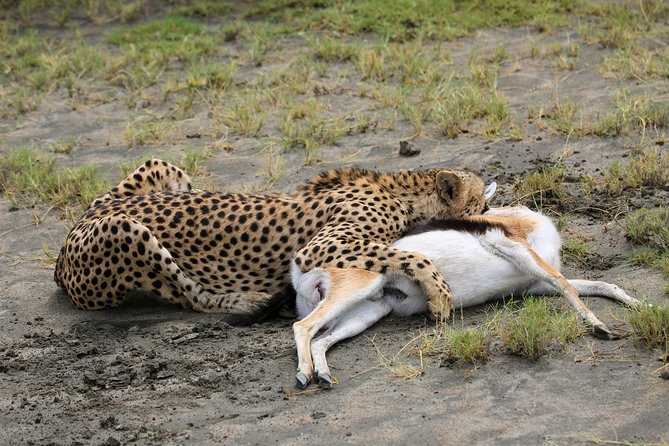 7 Days Safari. Serengeti, Tarangire, Lake Manyara & Ngorongoro Crater. - Day 5 Ngorongoro Conservation Area: caldera views, big herd energy, and rim cold