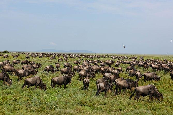 7 Days Safari. Serengeti, Tarangire, Lake Manyara & Ngorongoro Crater. - Day 7 Lake Manyara finale: flamingos, tree-climbing lions, and a bird lover’s pause