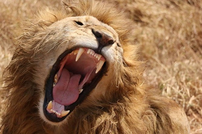 7 days safaris to see great migration - Key reasons this migration safari is a smart pick