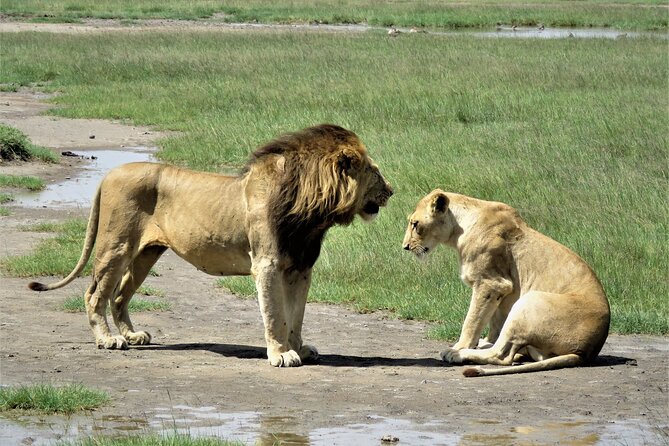 7 days safaris to see great migration - Arusha start and the feel of a well-run private safari