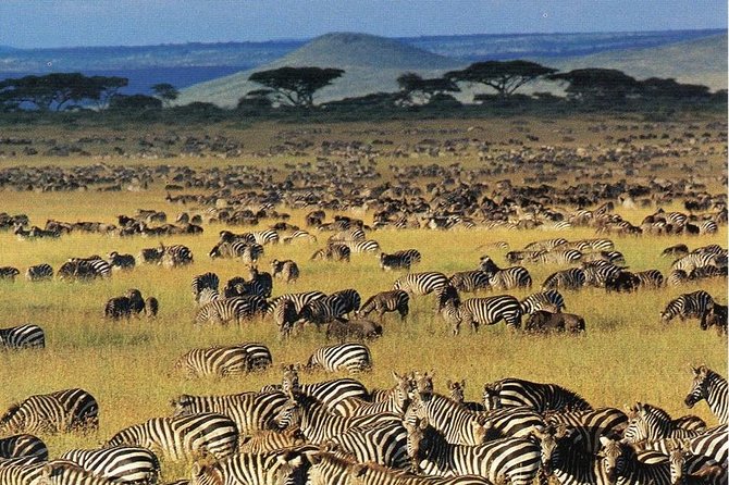 7 days safaris to see great migration - Serengeti nights at Intimate Luxury Camp: where comfort helps you spot more