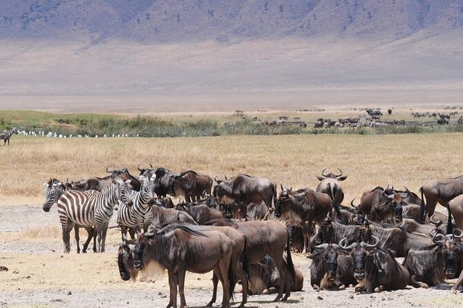 7 days safaris to see great migration - A full Serengeti game drive day: mornings, lunch options, and sunset timing