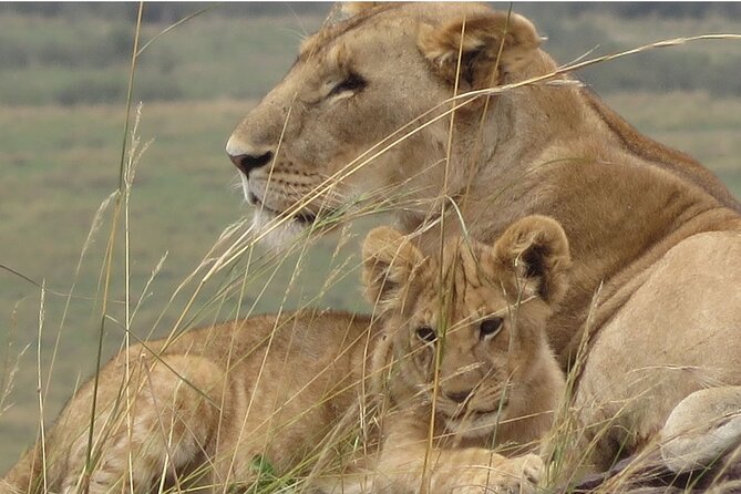 7 days safaris to see great migration - Lodging types you should expect, from luxury tented camps to practical comfort