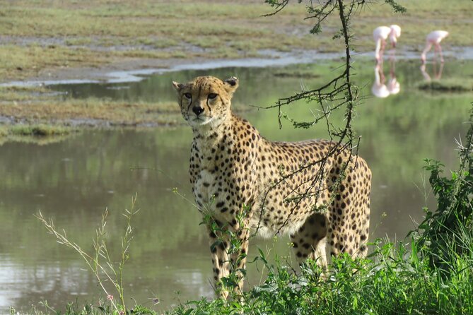 7 days safaris to see great migration - Tarangire National Park: classic big animals and a strong opening day