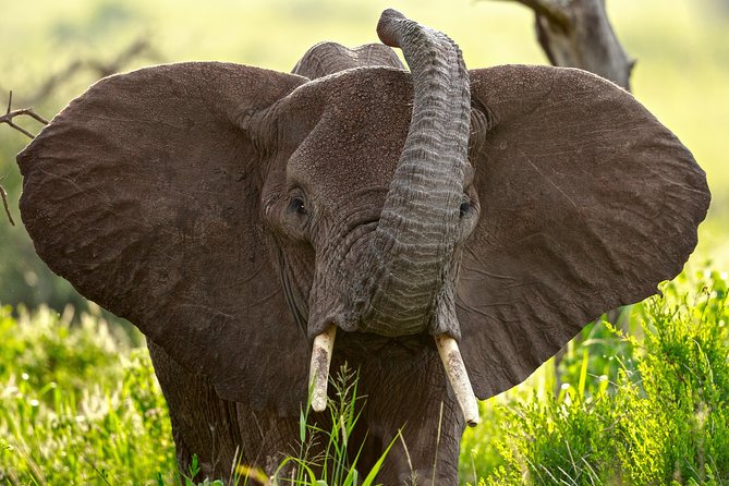 7 Days Tanzania Luxury Safari Experience & Coffee Walking Tour - Where this route really shines (and what to watch)