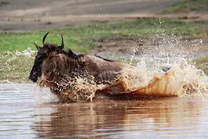 7 Days Tanzania Luxury Safari Experience & Coffee Walking Tour - Key points at a glance