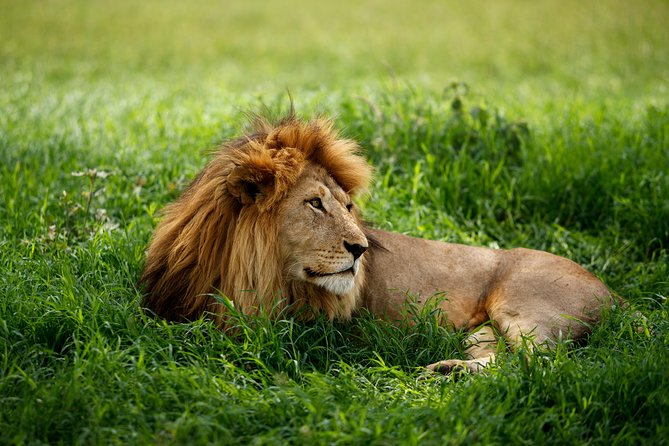 7 Days Tanzania Luxury Safari Experience & Coffee Walking Tour - Serengeti day 3, then Serengeti again day 4
