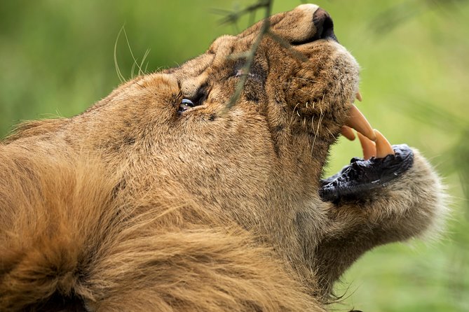 7 Days Tanzania Luxury Safari Experience & Coffee Walking Tour - From Serengeti to Ngorongoro edge, then a Karatu coffee walking tour