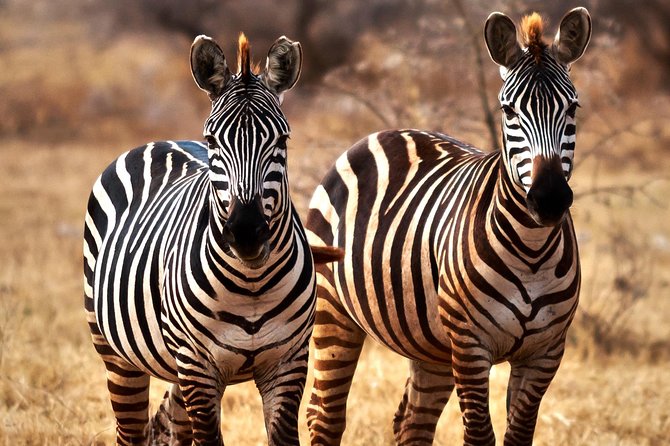 7 Days Tanzania Luxury Safari Experience & Coffee Walking Tour - Why the small group size changes everything