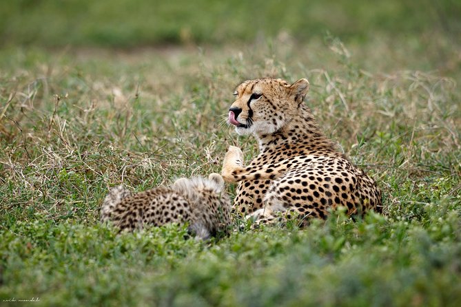 7 Days Tanzania Luxury Safari Experience & Coffee Walking Tour - Tarangire to Arusha, the trip starts with elephants and baobabs