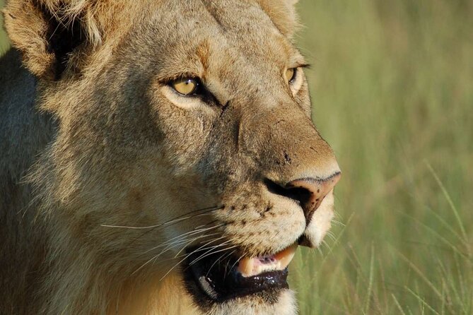 7 Days Tanzania Luxury Safaris - Days 3 and 4 in Serengeti, morning and afternoon game drives done right