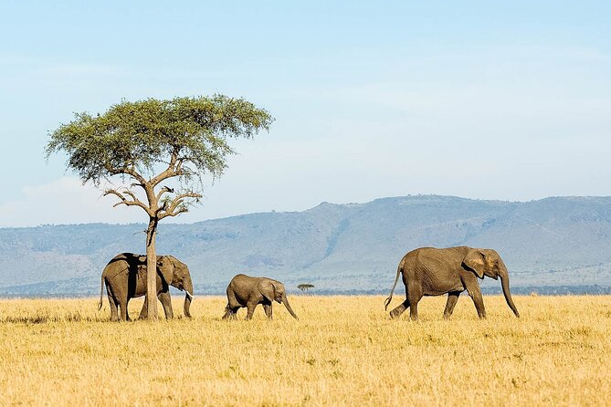 7 Days Tanzania Luxury Safaris - Day 2 at Lake Manyara, monkey drama and the tree-climbing lion story