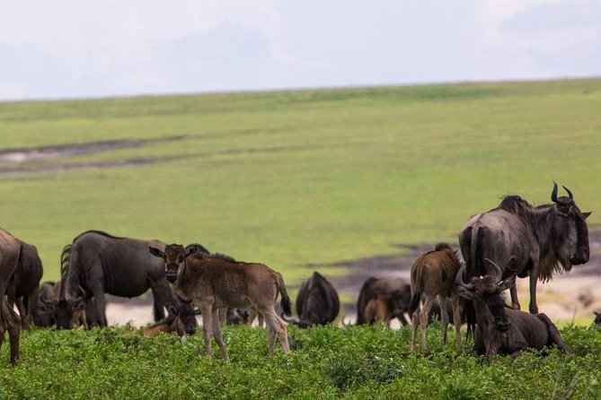 7 Days Tarangire, Serengeti, Ngorongoro & Manyara Camping Safari Tour Tanzania - Great Migration Routing, and Why It Changes Everything
