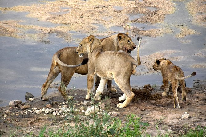 7 Days Tarangire, Serengeti, Ngorongoro & Manyara Camping Safari Tour Tanzania - The Migration Phase in Serengeti, the Part You Came For