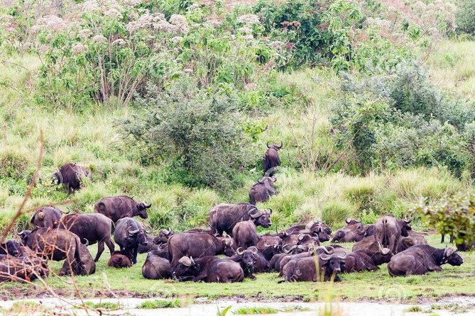 7 Days Tarangire, Serengeti, Ngorongoro & Manyara Camping Safari Tour Tanzania - What Camping Feels Like on This 7-Day Setup