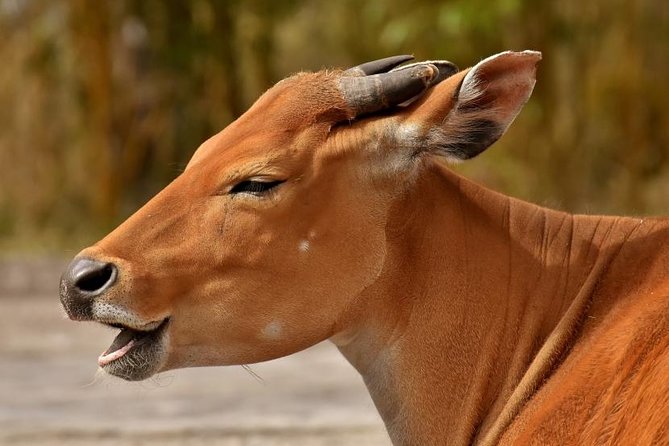 7 Days Tarangire, Serengeti, Ngorongoro & Manyara Camping Safari Tour Tanzania - Tarangire National Park, for Elephants and Offbeat Wildlife