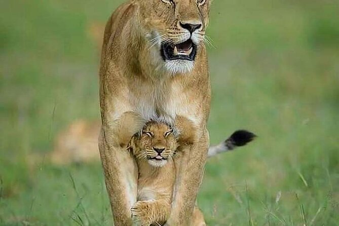 7 Days Tour Northern Tanzania Safari: - Why this northern Tanzania safari route makes sense