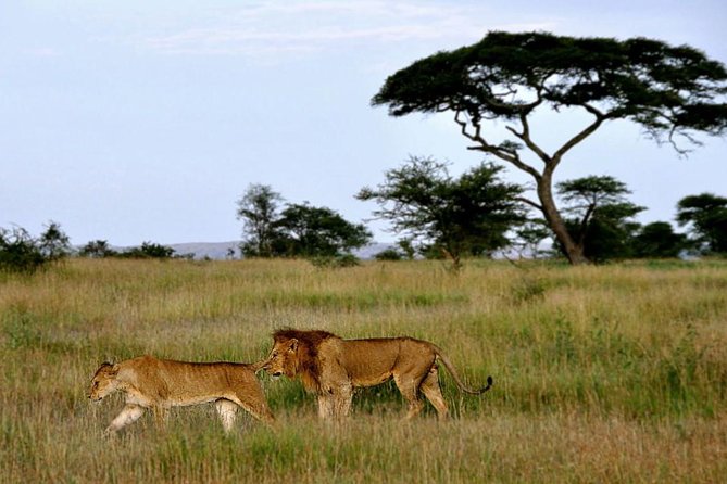 7 Days Tour Northern Tanzania Safari: - Day 3: Serengeti game drives that follow the herds