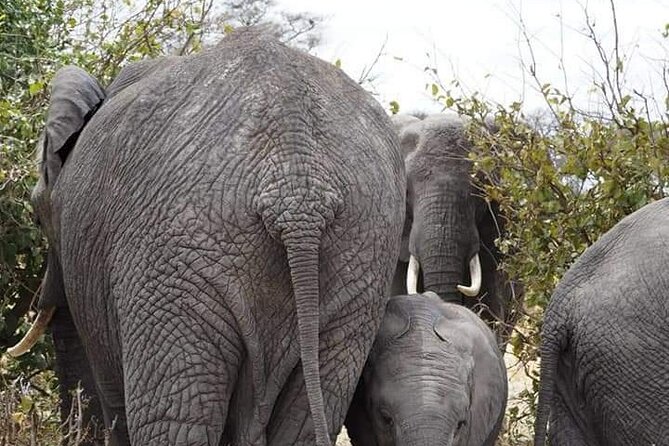 7 Days Tour Northern Tanzania Safari: - Day 4: Ngorongoro Crater rim overnight after early drives