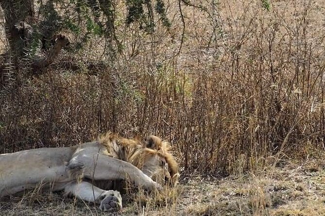 7 Days Tour Northern Tanzania Safari: - Day 5: Inside the crater for 5 to 6 hours of big-game odds