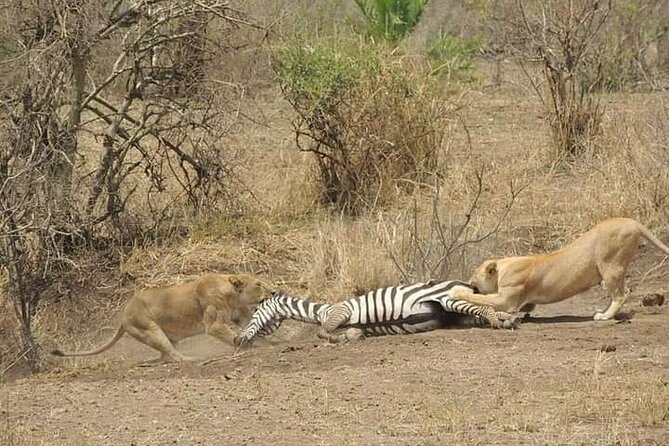 7 Days Tour Northern Tanzania Safari: - Day 6: Lake Manyara’s Rift Valley edge and tree-climbing lions