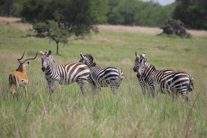 7 Days Wildebeest Migration - Ndutu Calving Season - Arusha Arrival and Your First Safari Brief at Mount Meru