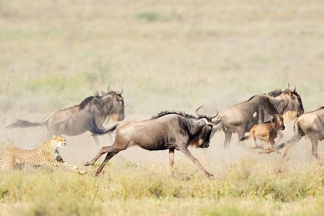 7Day Serengeti Migration (Ndutu), Crater, Hot Springs & City Tour - Key Highlights You’ll Care About