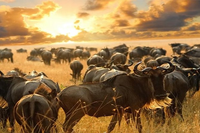 7Day Serengeti Migration (Ndutu), Crater, Hot Springs & City Tour - Tarangire National Park elephants, baobabs, and 500-species bird life
