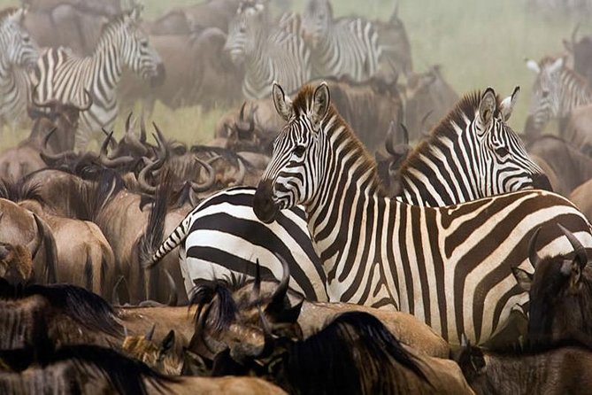 7Day Serengeti Migration (Ndutu), Crater, Hot Springs & City Tour - Price and value at $9,600 per group (up to 2)