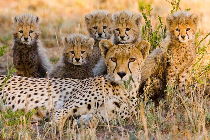 7Day Serengeti Migration (Ndutu), Crater, Hot Springs & City Tour - A full Serengeti day in Ndutu, calving season or river-crossing moments