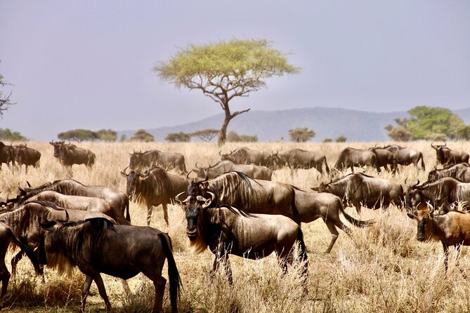 8-Day Essence of Tanzania Safari - Luxury - Four northern parks plus Hadzabe time, all from Moshi